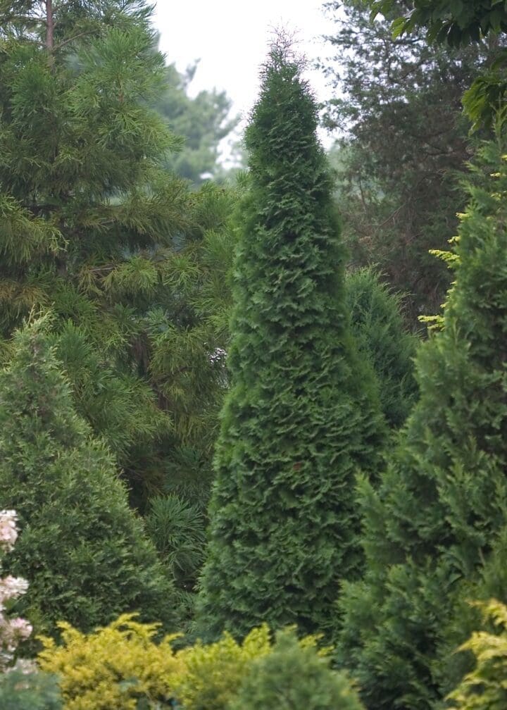 North Pole Arborvitae