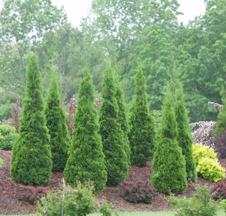 North Pole Arborvitae - Image 2