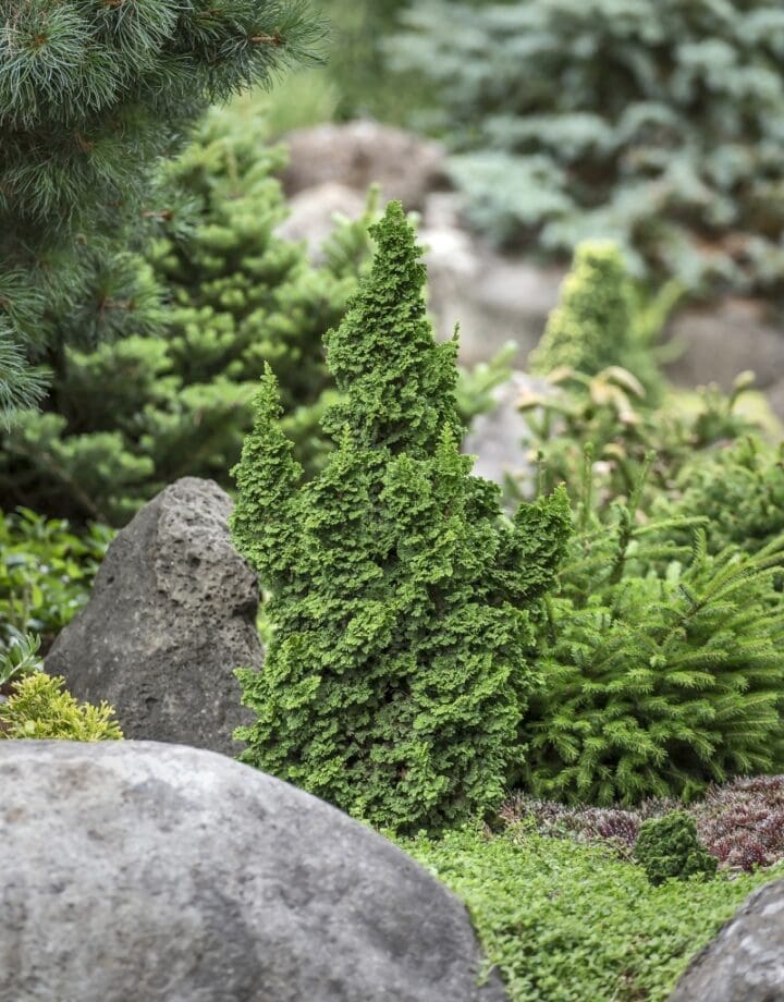 Primo Arborvitae