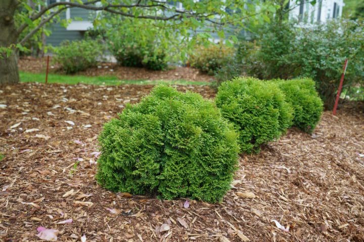 Tater Tot Arborvitae - Image 3