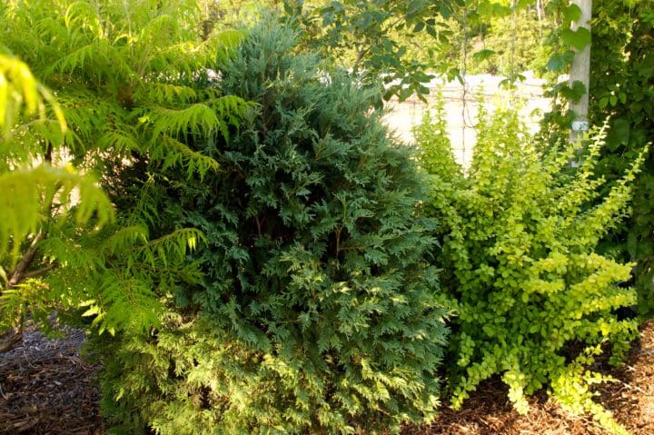 Technito Arborvitae