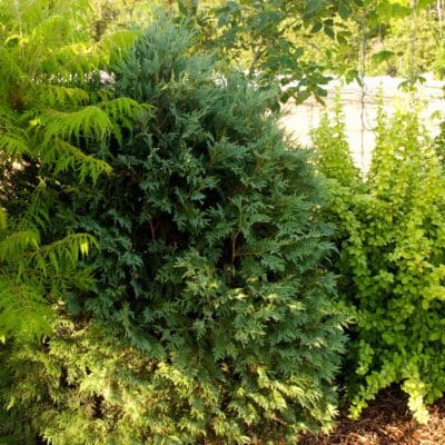 Technito Arborvitae