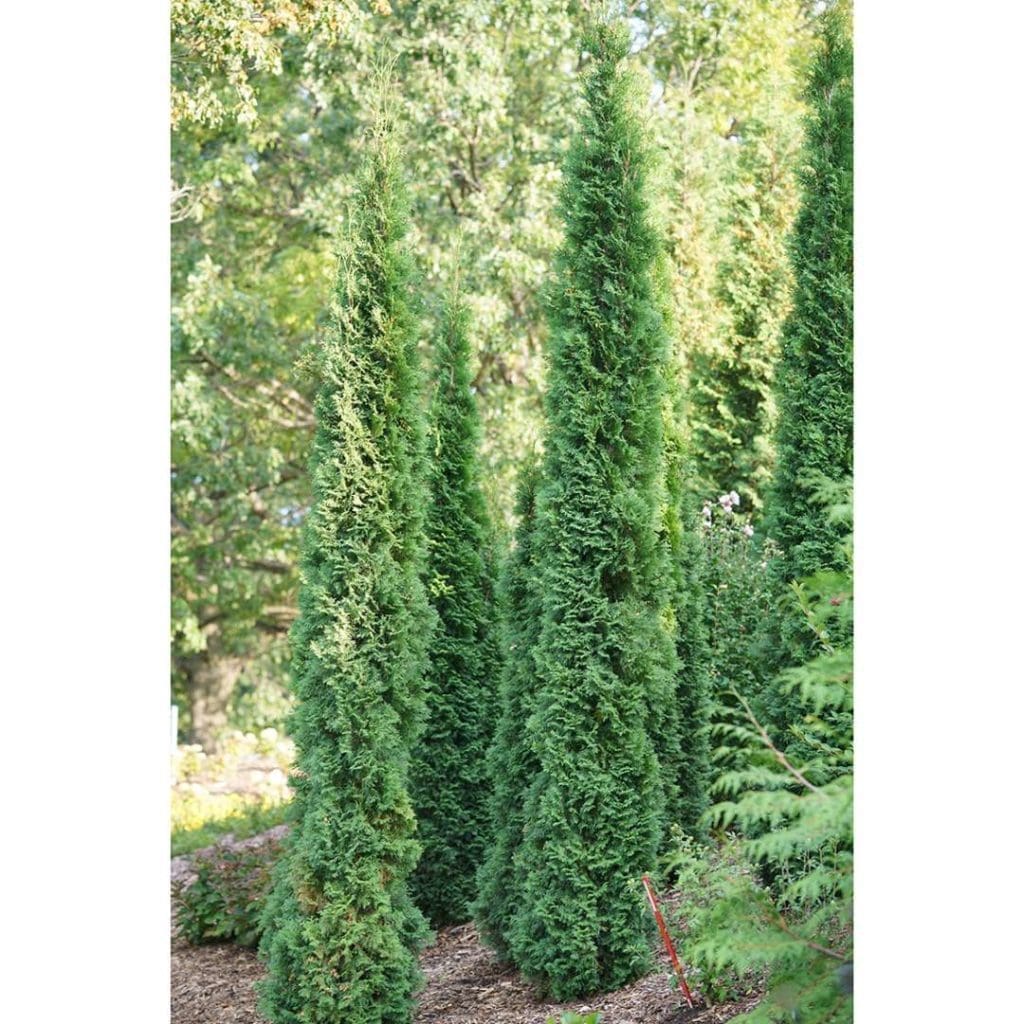 North Pole Arborvitae Pahl s Market Apple Valley MN North pole arborvitae pahl s market apple valley mn