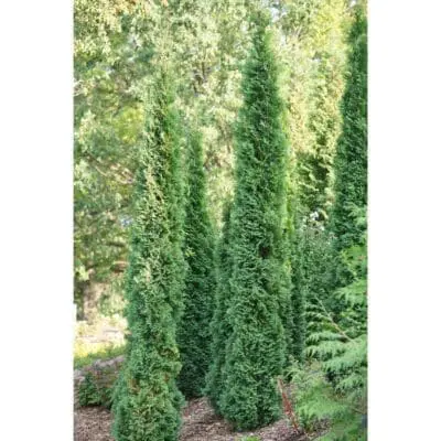 Thin Man Arborvitae
