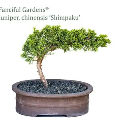 Bonsai Shimpaku Chinese Juniper