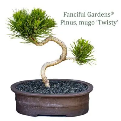 Bonsai Twsity Mugo Pine