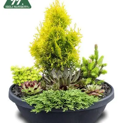 Jantar Color Bowl 1690r