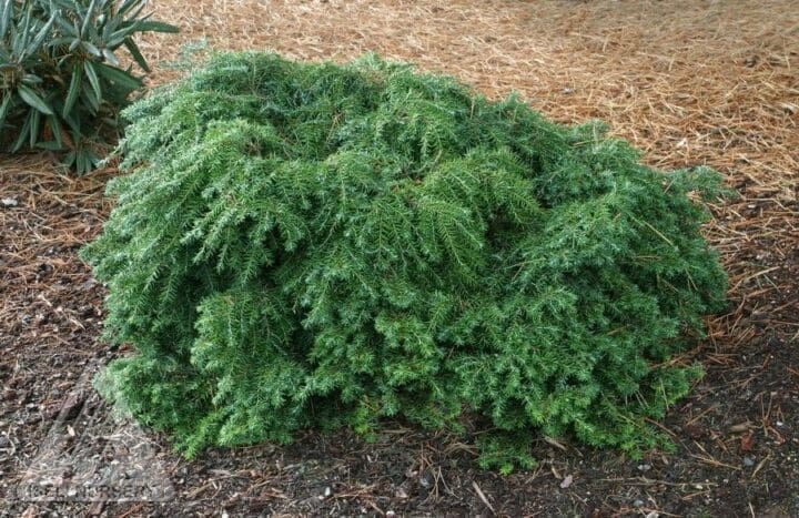 Jeddeloh Canadian Hemlock