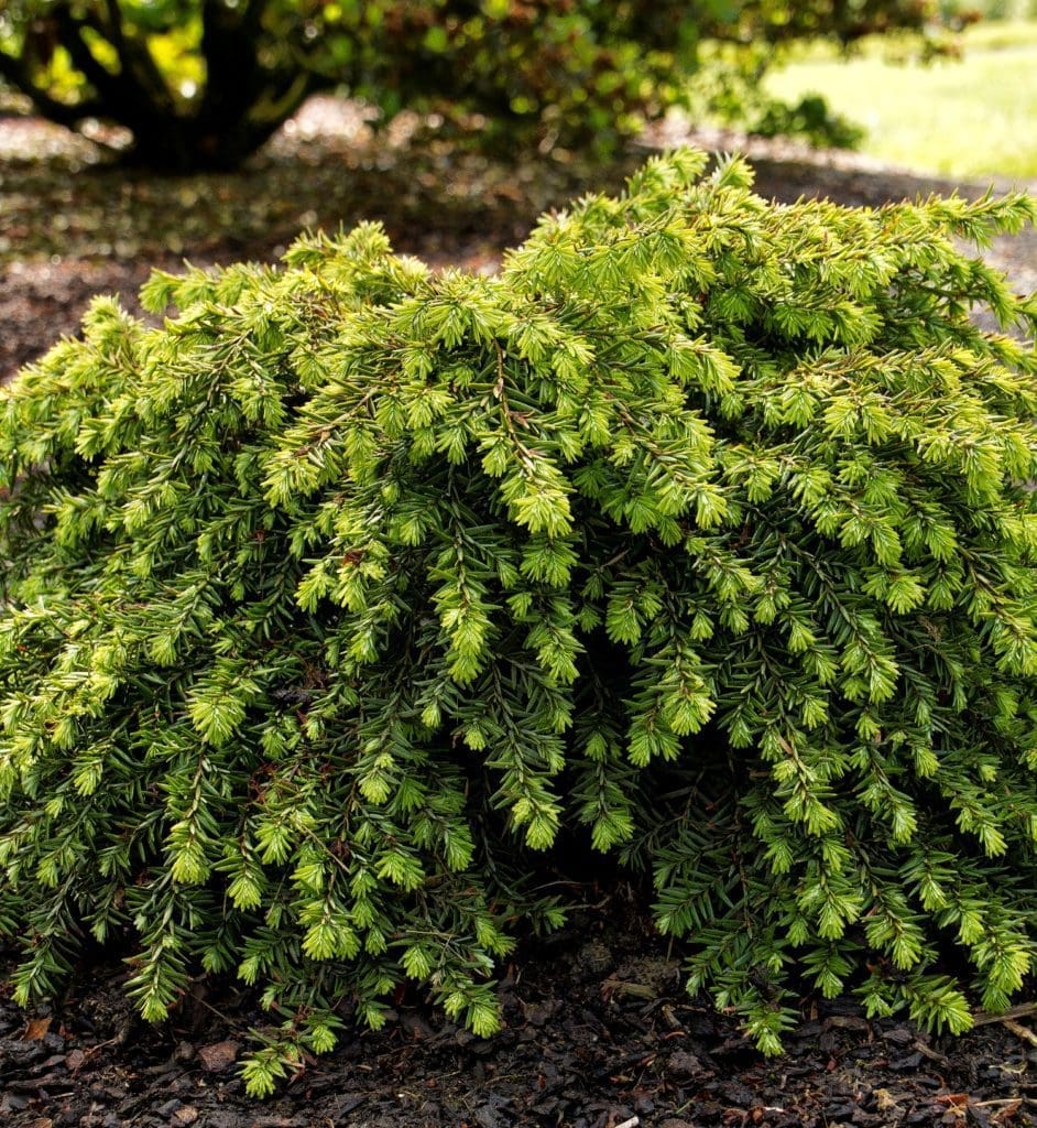 Jeddeloh Canadian Hemlock Pahl's Market Apple Valley, MN