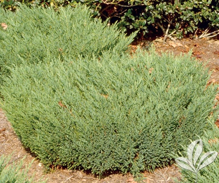 Andorra Compact Juniper - Image 2