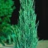 Blue Arrow Juniper