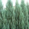 Blue Arrow Juniper - Image 3