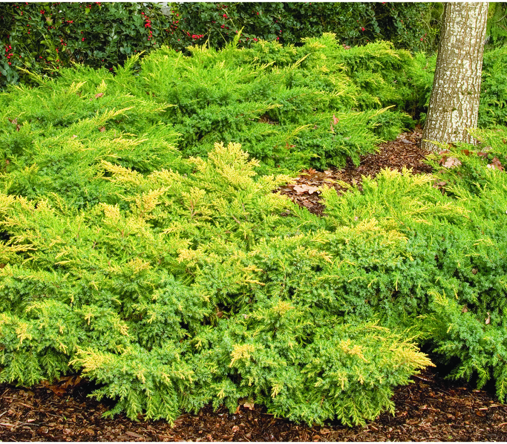 Daub's Frosted Juniper Pahl's Market Apple Valley, MN