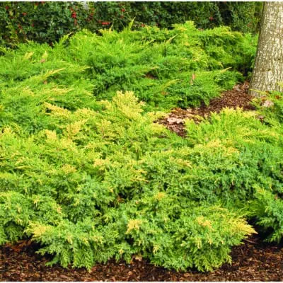 Daub's Frosted Juniper