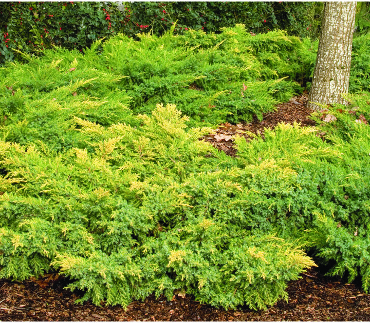 Daub's Frosted Juniper
