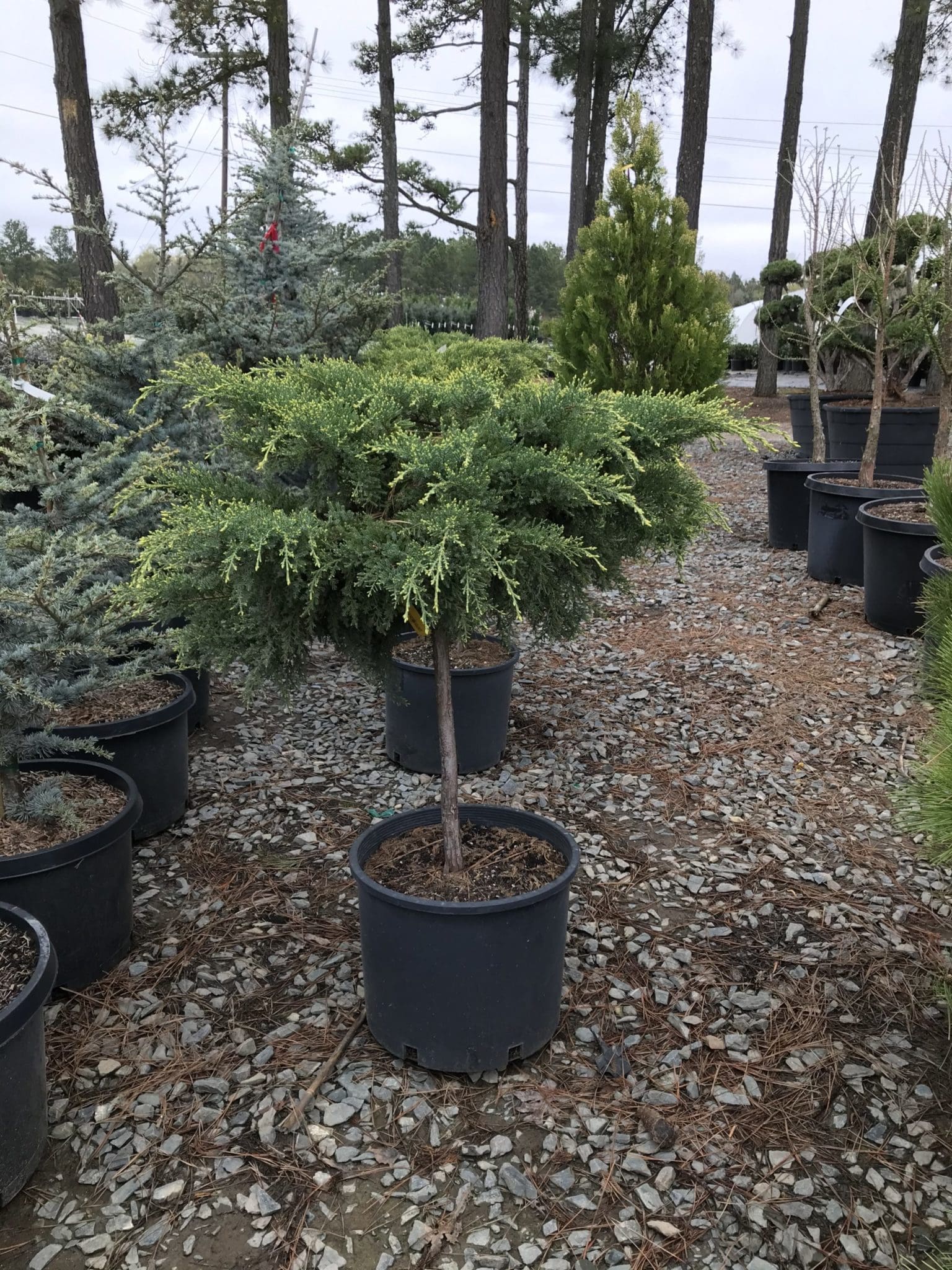 Daub's Frosted Juniper Pahl's Market Apple Valley, MN