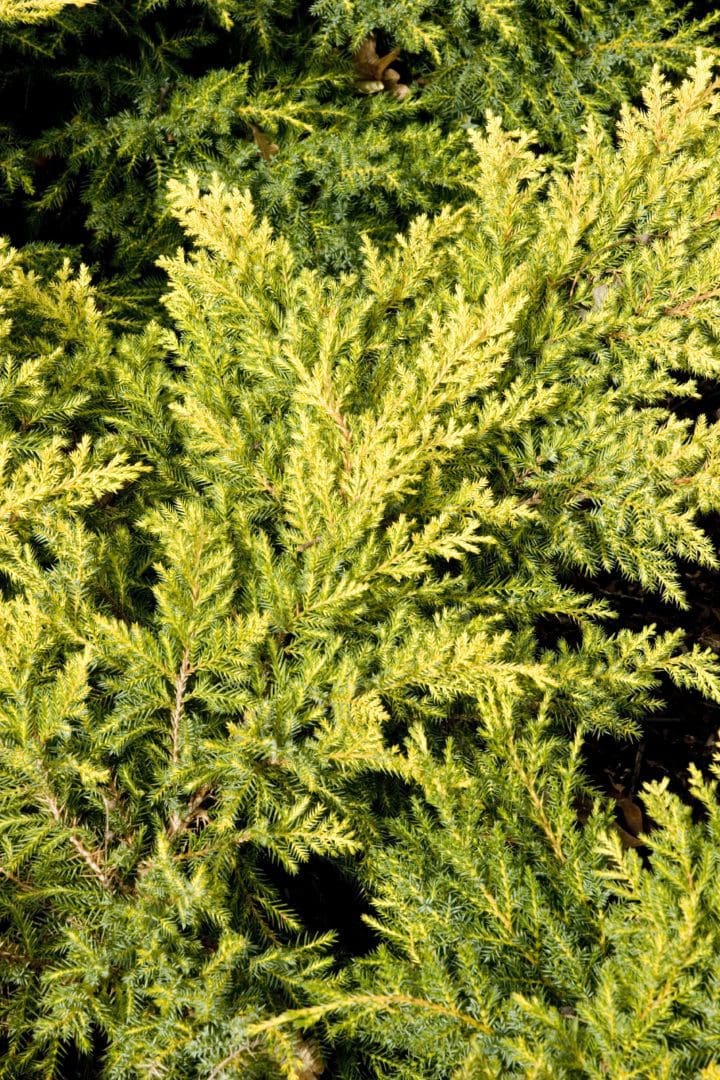 Daub's Frosted Juniper - Image 2