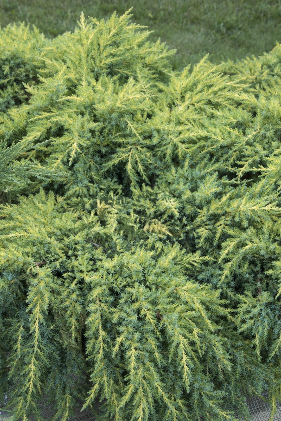 Daub's Frosted Juniper Pahl's Market Apple Valley, MN