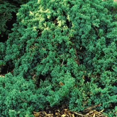 Dwarf Japgarden Juniper