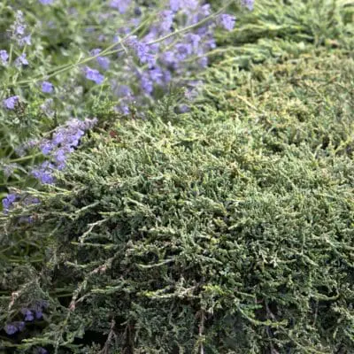 Icee Blue Juniper