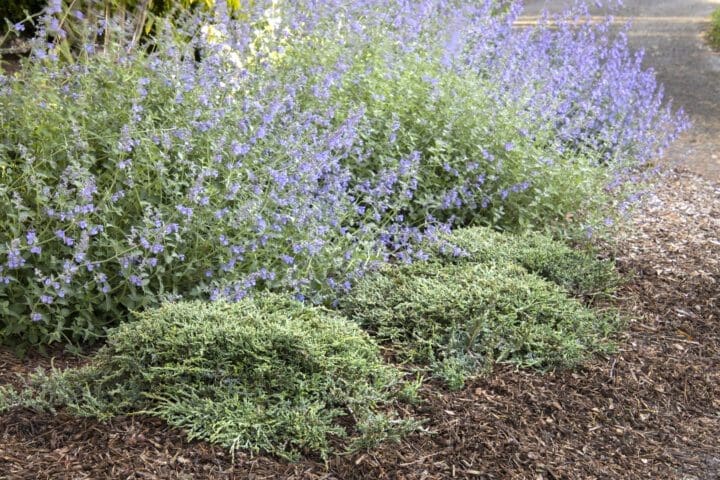 Icee Blue Juniper - Image 2