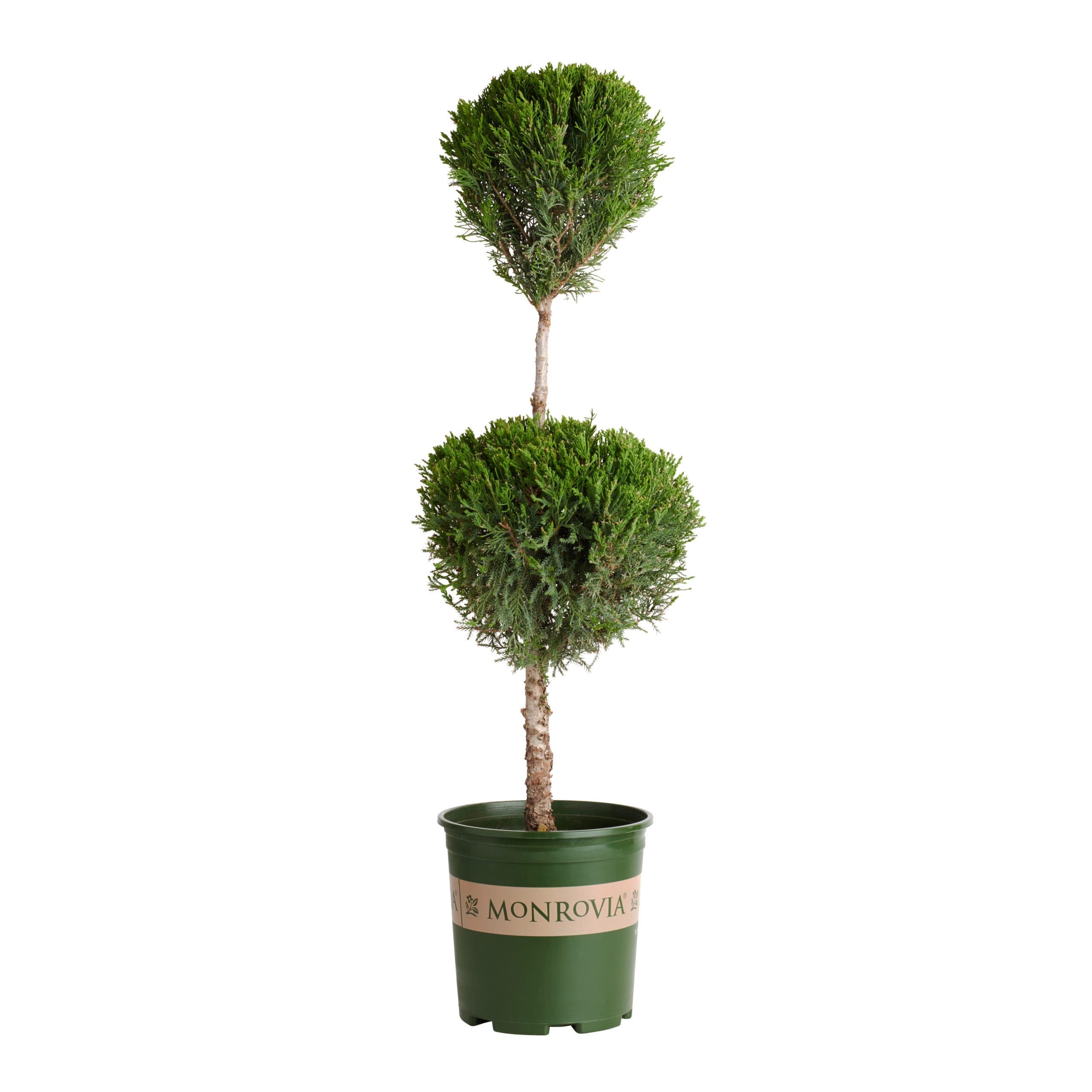 Mint Julep Juniper Pahl's Market Apple Valley, MN