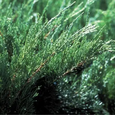 Sea Green Juniper
