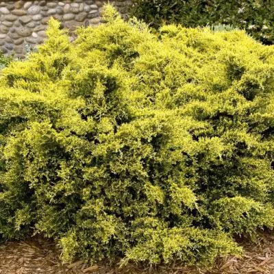 Sea of Gold Juniper
