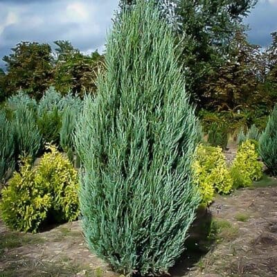 Skyrocket Juniper