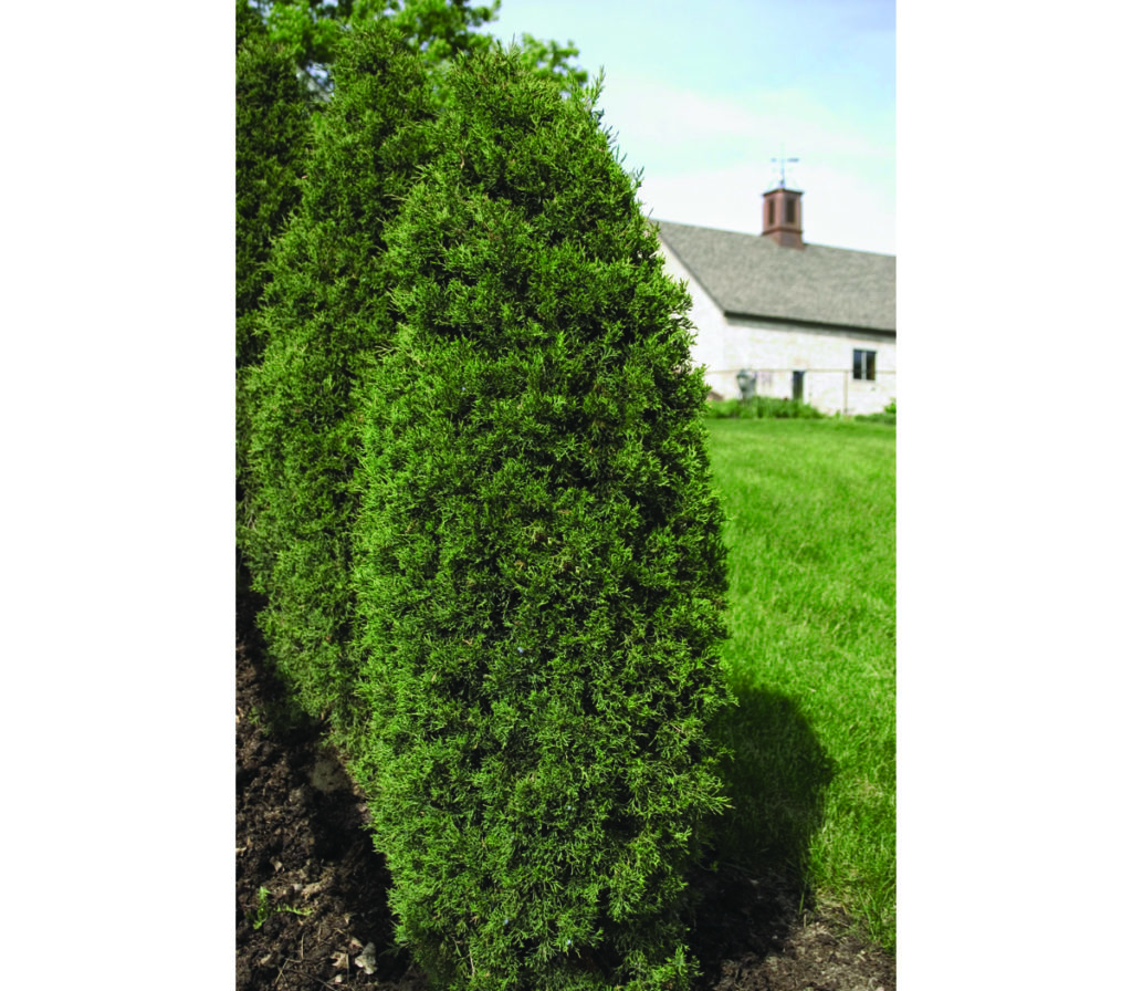 Taylor Juniper Pahl's Market Apple Valley, MN