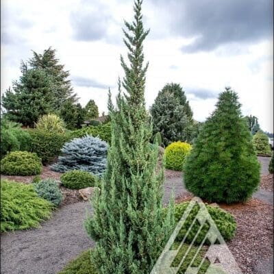 Trautman Juniper