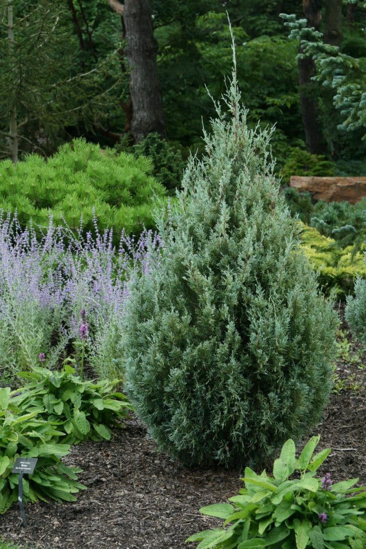 Wichita Blue Juniper