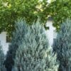 Wichita Blue Juniper - Image 2