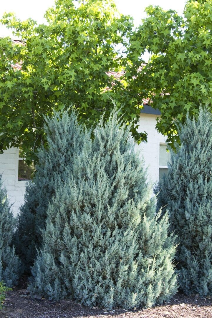 Wichita Blue Juniper - Image 2