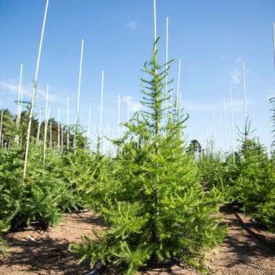 American Larch