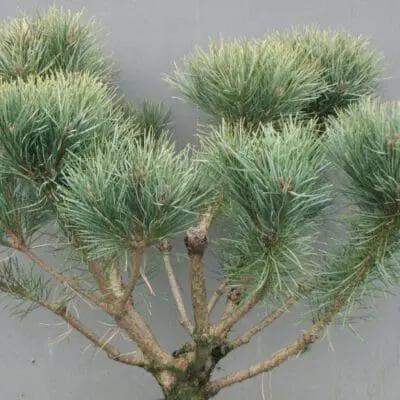 Dwarf Scotch Pine