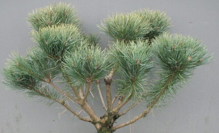 Dwarf Scotch Pine