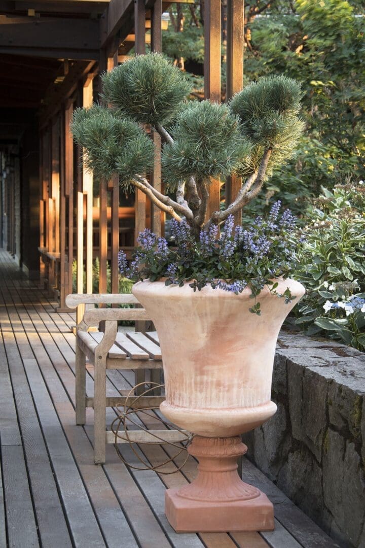 Dwarf Scotch Pine - Image 2