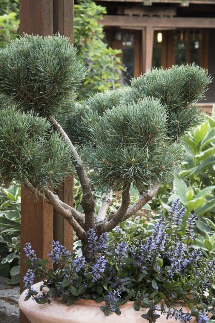 Dwarf Scotch Pine - Image 3
