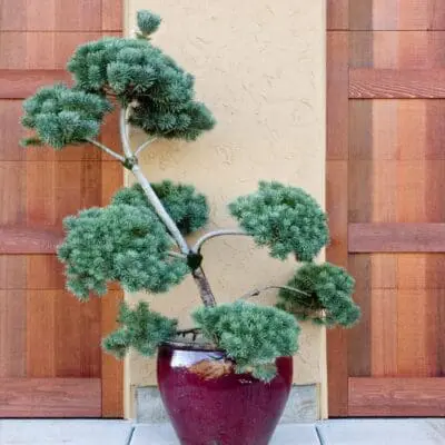 French Blue Scotch Pine