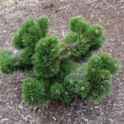 Jakobsen Mugo Pine