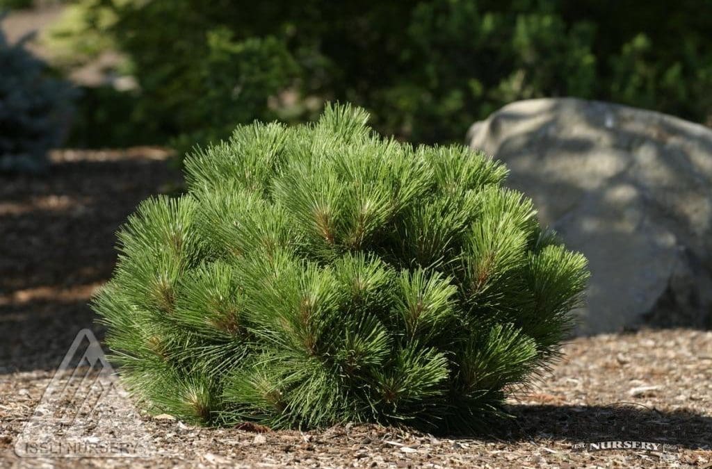 Morel Red Pine