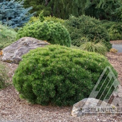 Palouse Mugo Pine