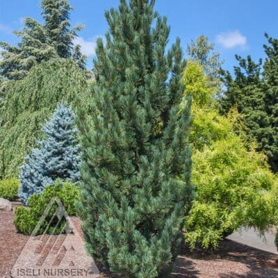 Prairie Statesman Swiss Stone Pine