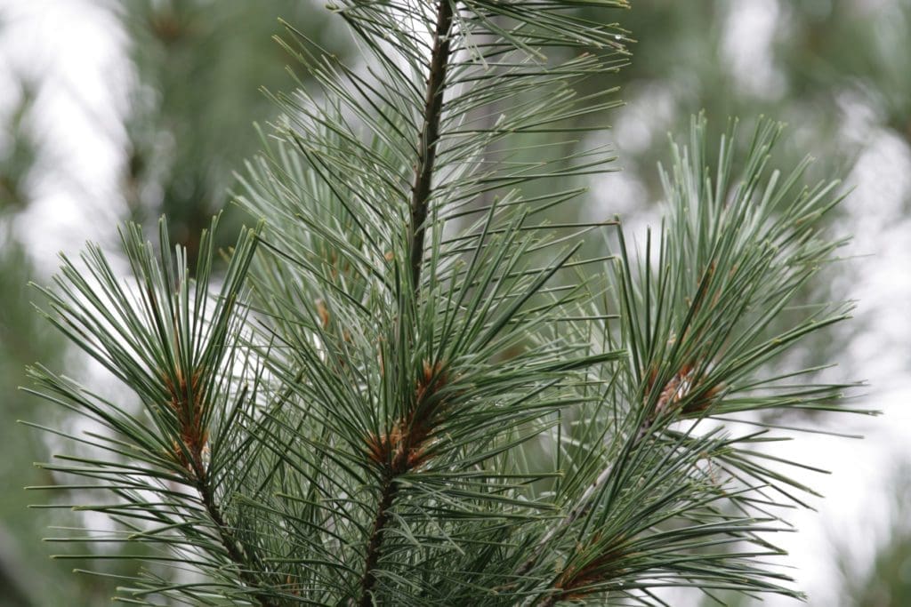 Evergreen_Pine-Silver-Splendor