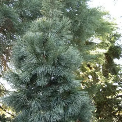 Silver Whispers Swiss Stone Pine