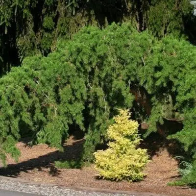 Uncle Fogy Jack Pine