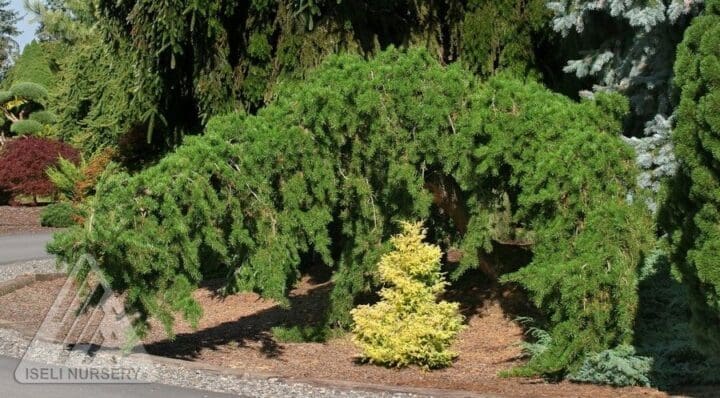 Uncle Fogy Jack Pine
