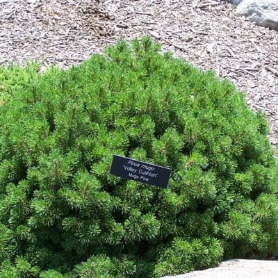 Valley Cushion Mugo Pine