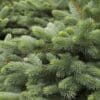 Baby Blue Eyes Spruce - Image 2